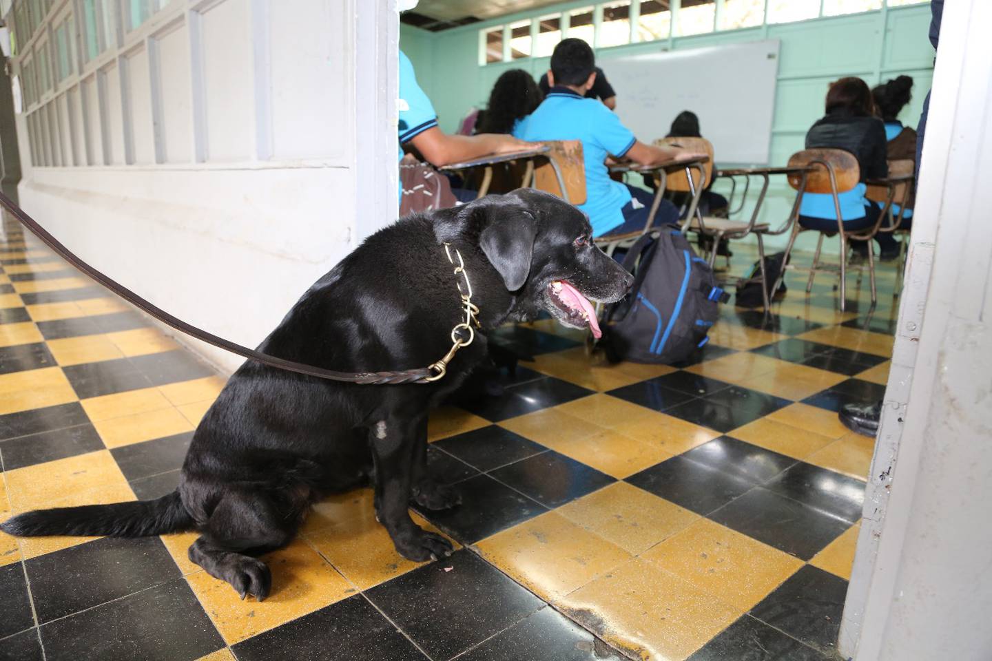 Perro sentado en el piso
Descripción generada automáticamente con confianza media